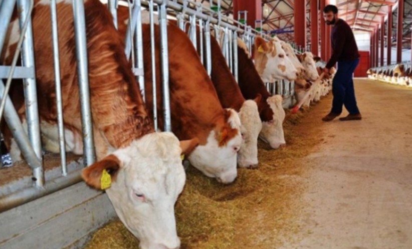 Türkiye-de-sığır-sayısı-yüzde-80-arttı-İthalattan-neden-vazgeçilmiyor-