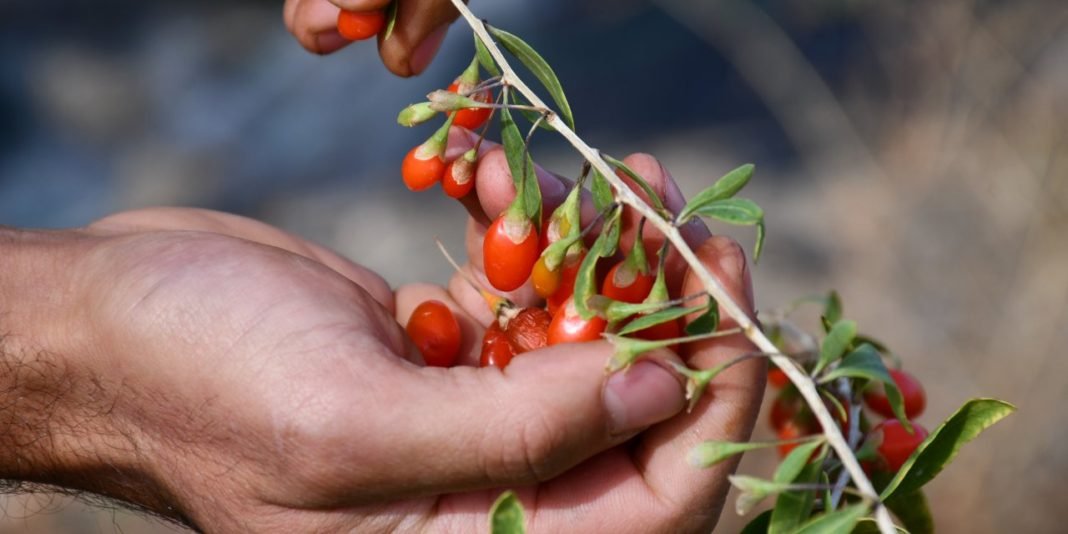 Köyde goji berry yetiştirerek çiftçilere örnek oluyor