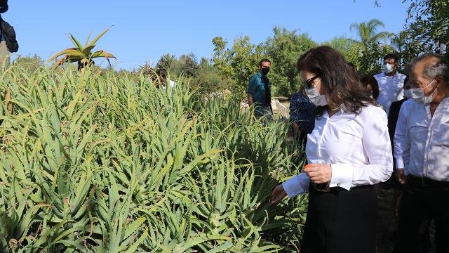 adana-cukurova-tibbi-bitki