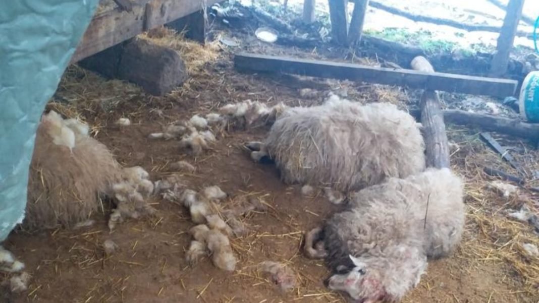 Düzce'de Köye İnen Kurtlar 13 Koyunu Parçaladı