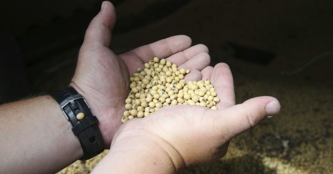 Çin'den soya ve mısıra karşı yeni hamle hazırlığı