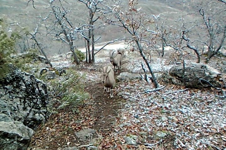 Dağ keçilerine su hizmeti