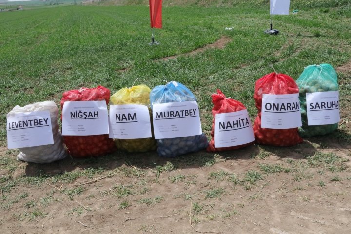Yozgat'ta Yerli Patates Ekimi Yapıldı